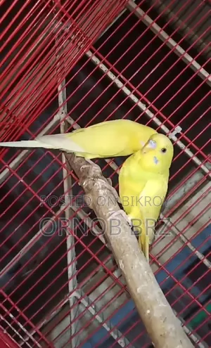 Master Pair Budgie