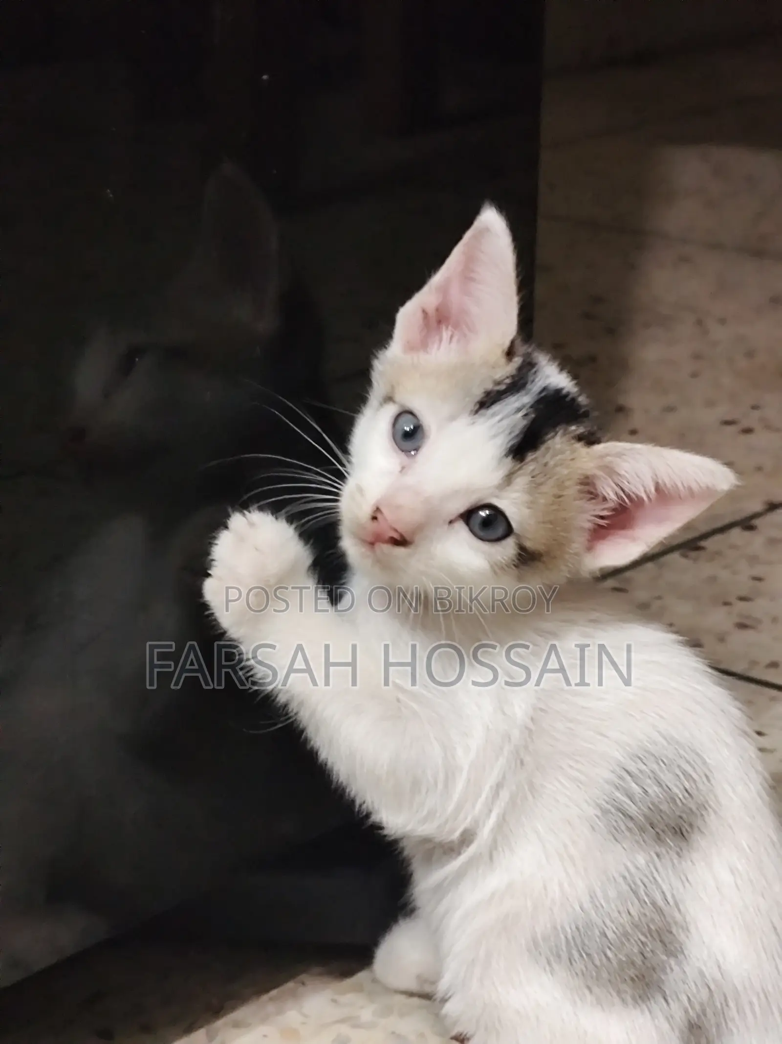 0-1 Month Male Mixed Breed Cat