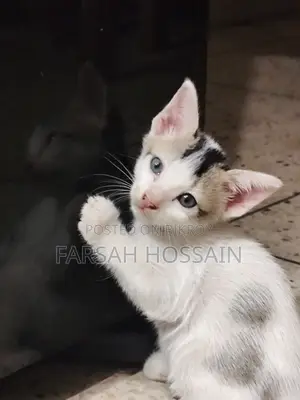 0-1 Month Male Mixed Breed Cat
