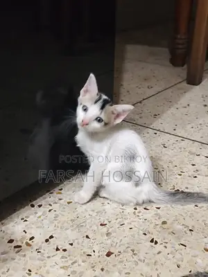 0-1 Month Male Mixed Breed Cat