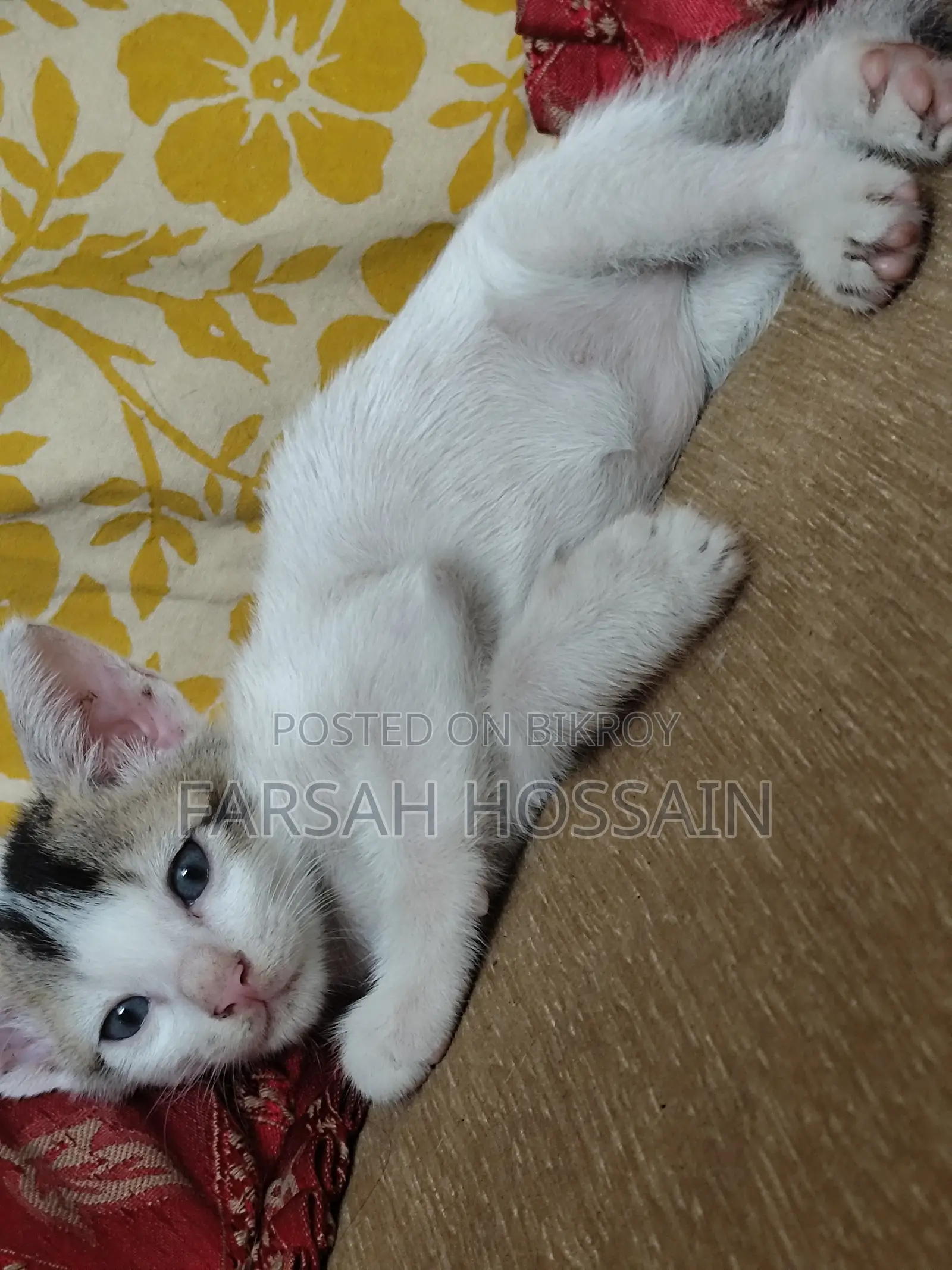 0-1 Month Male Mixed Breed Cat