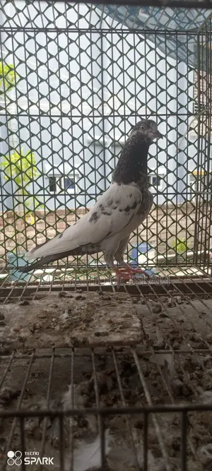 টেডি কবুতর