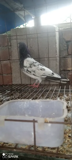 টেডি কবুতর