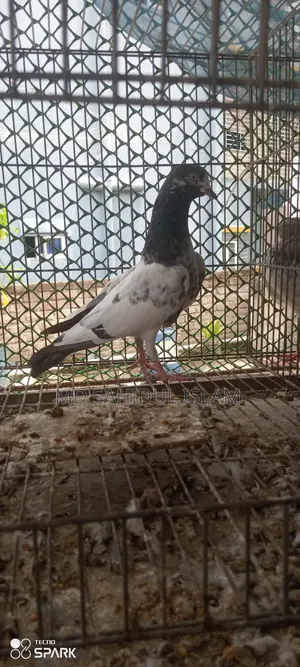 টেডি কবুতর