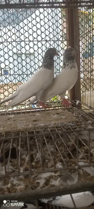 টেডি কবুতর