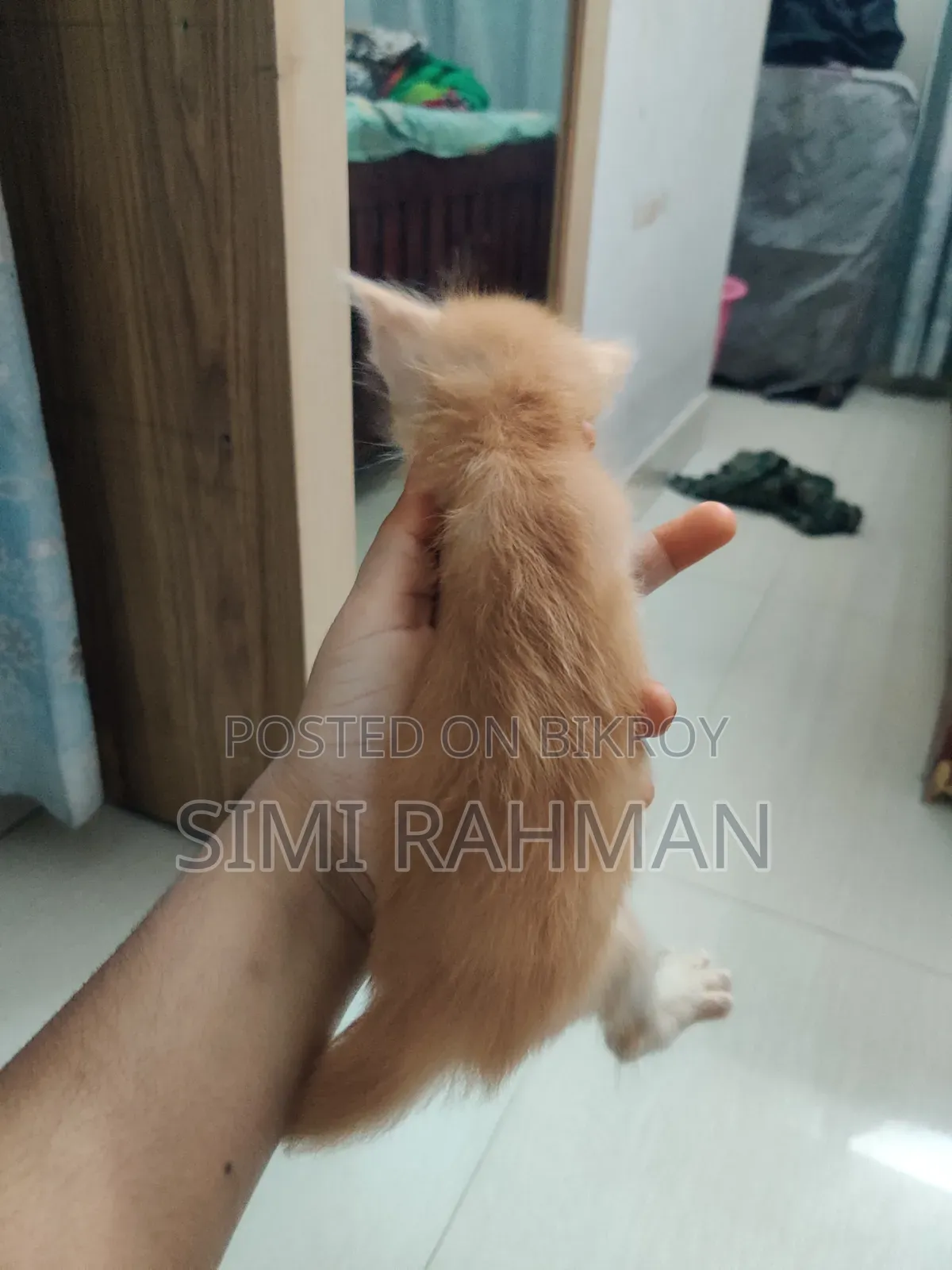 0-1 Month Male Mixed Breed Persian
