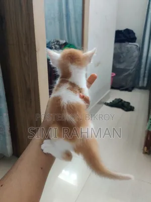 0-1 Month Male Mixed Breed Persian