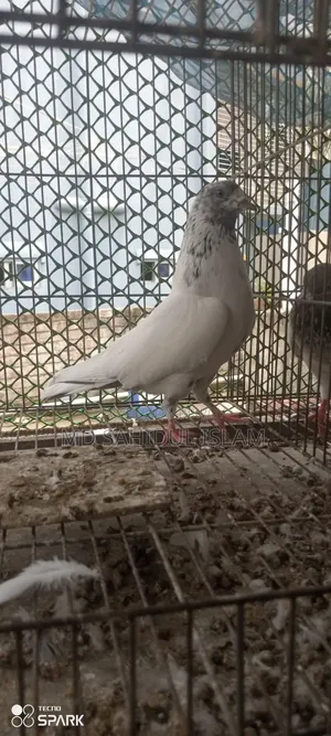 টেডি কবুতর