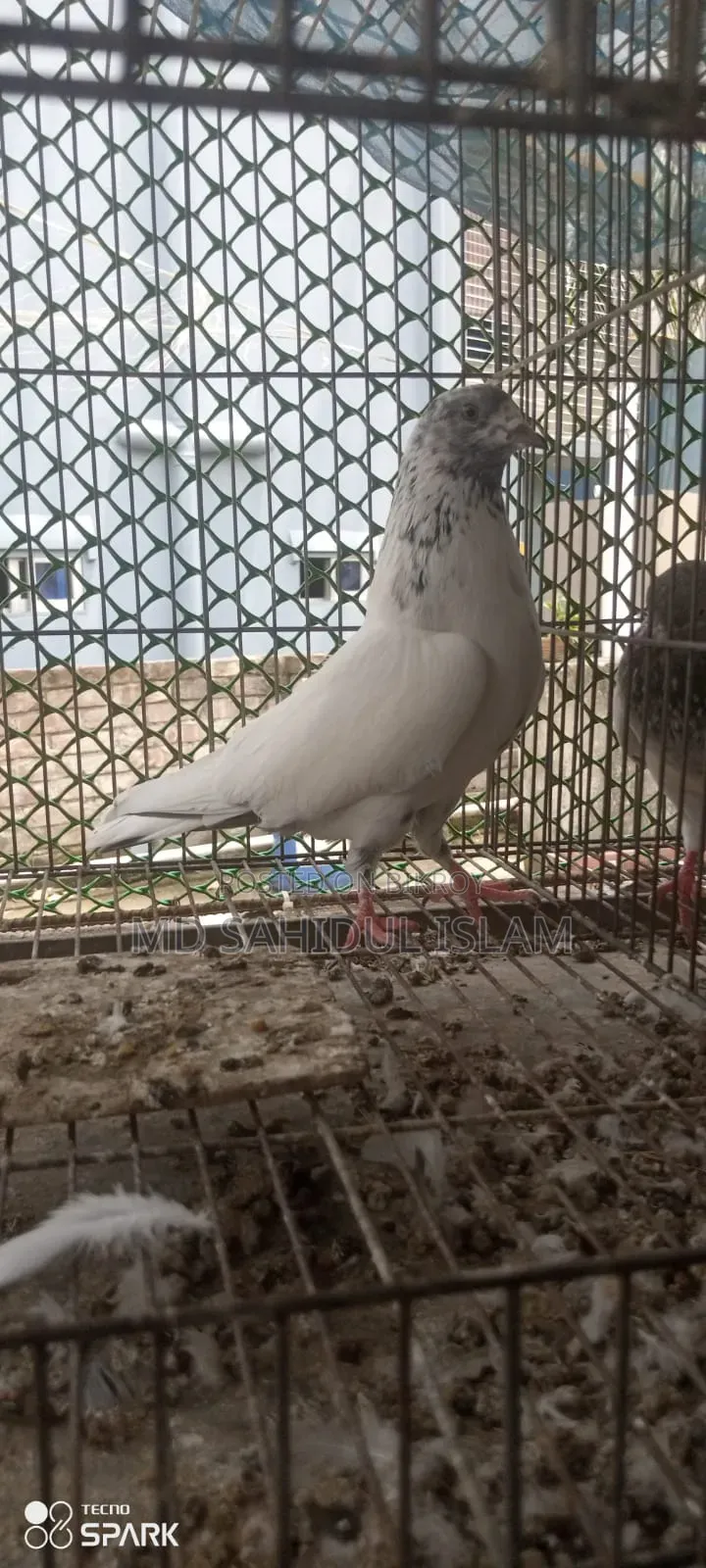 টেডি কবুতর