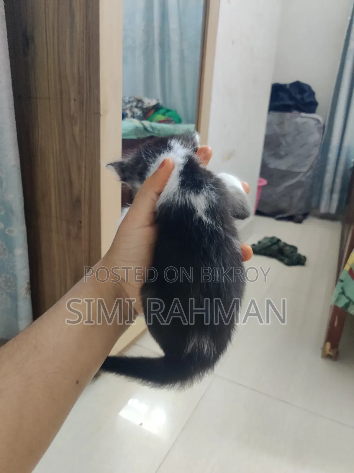 0-1 Month Male Mixed Breed Persian