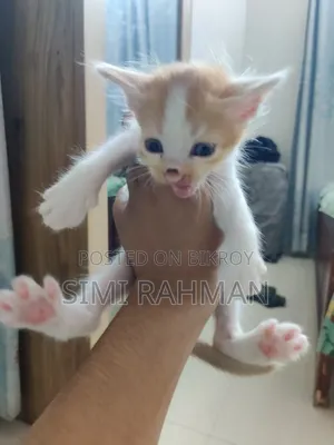0-1 Month Male Mixed Breed Persian
