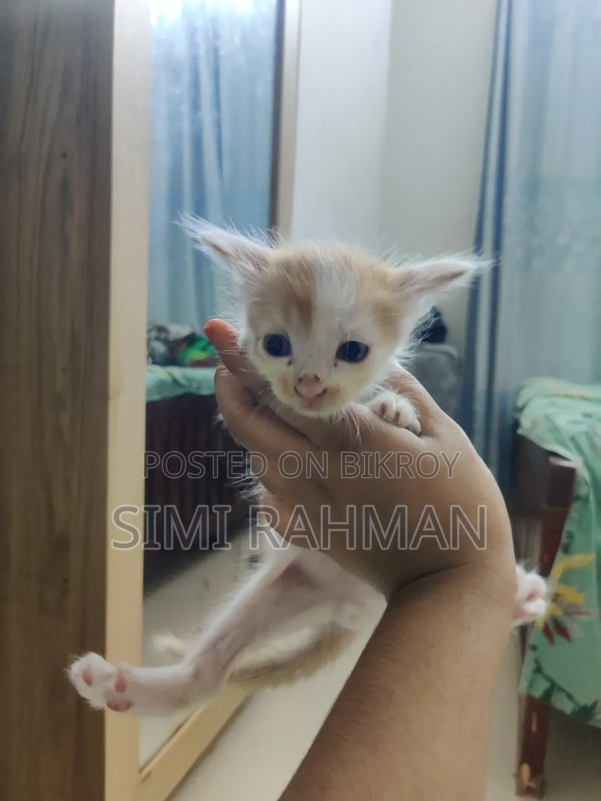 0-1 Month Male Mixed Breed Persian