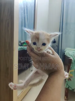 0-1 Month Male Mixed Breed Persian