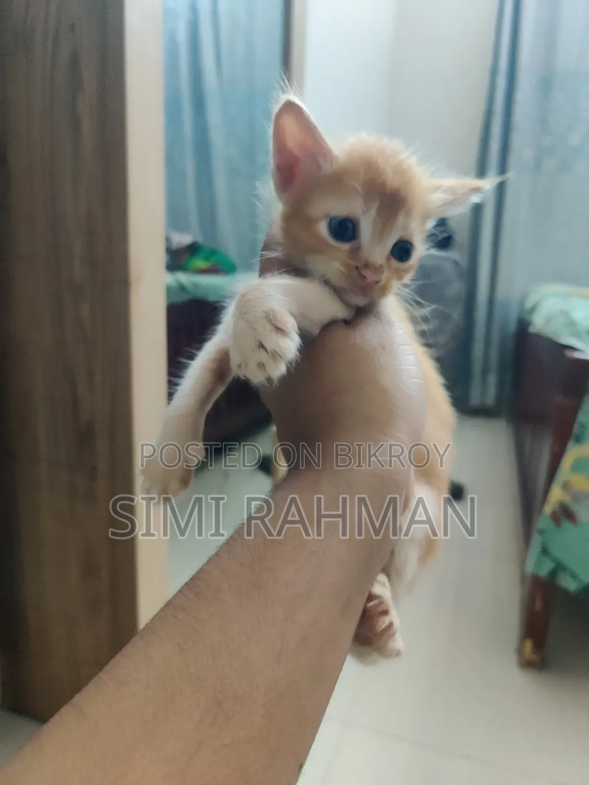 0-1 Month Male Mixed Breed Persian
