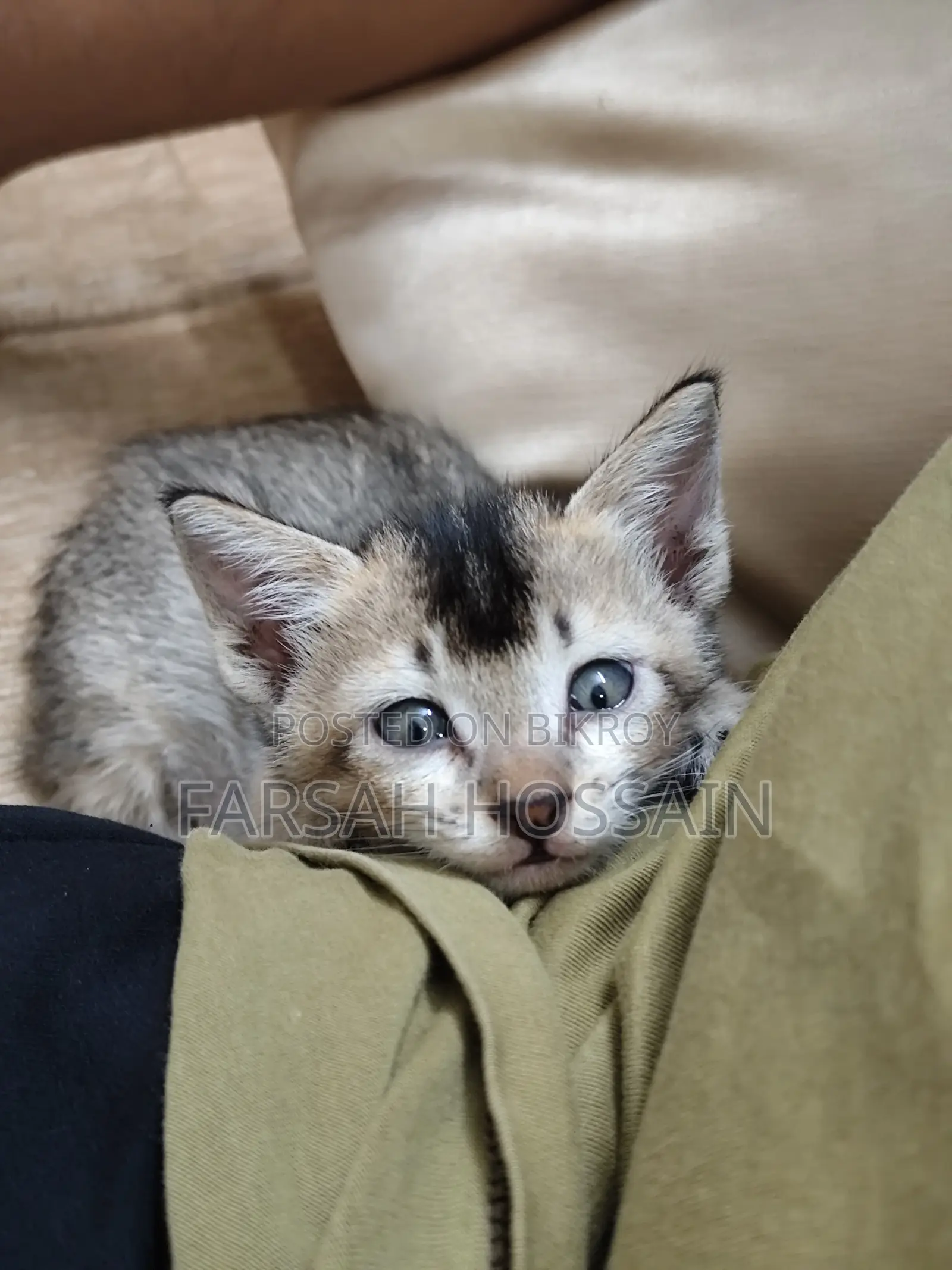 0-1 Month Male Mixed Breed Cat