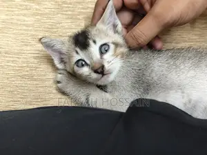 0-1 Month Male Mixed Breed Cat