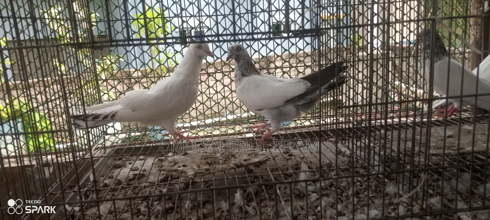 কালদম কবুতর