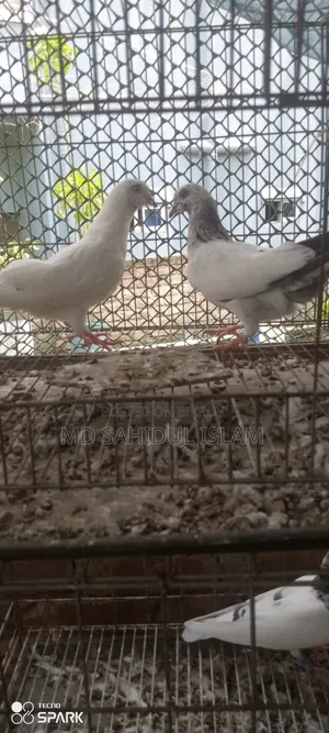 কালদম কবুতর