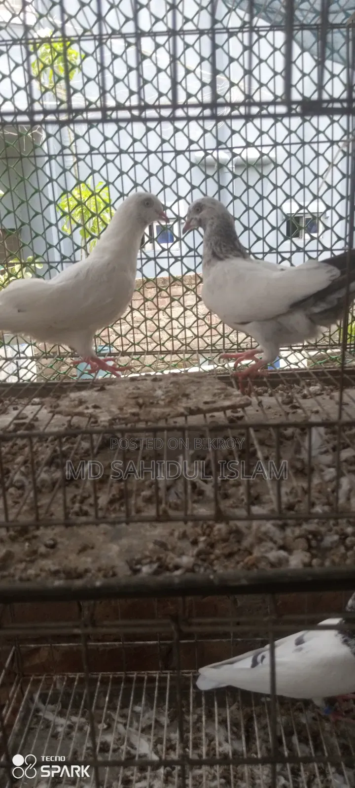 কালদম কবুতর