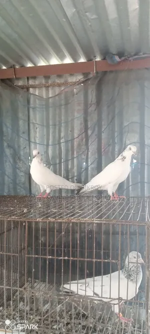 কালদম কবুতর