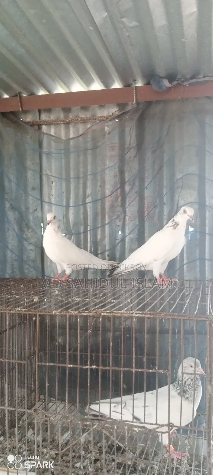 কালদম কবুতর