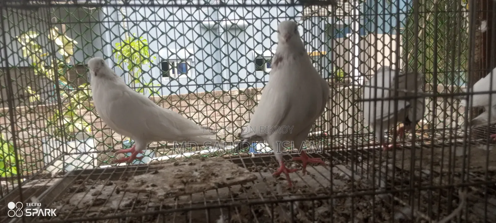 কালদম কবুতর