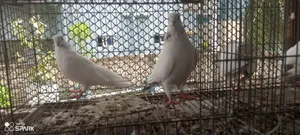 কালদম কবুতর