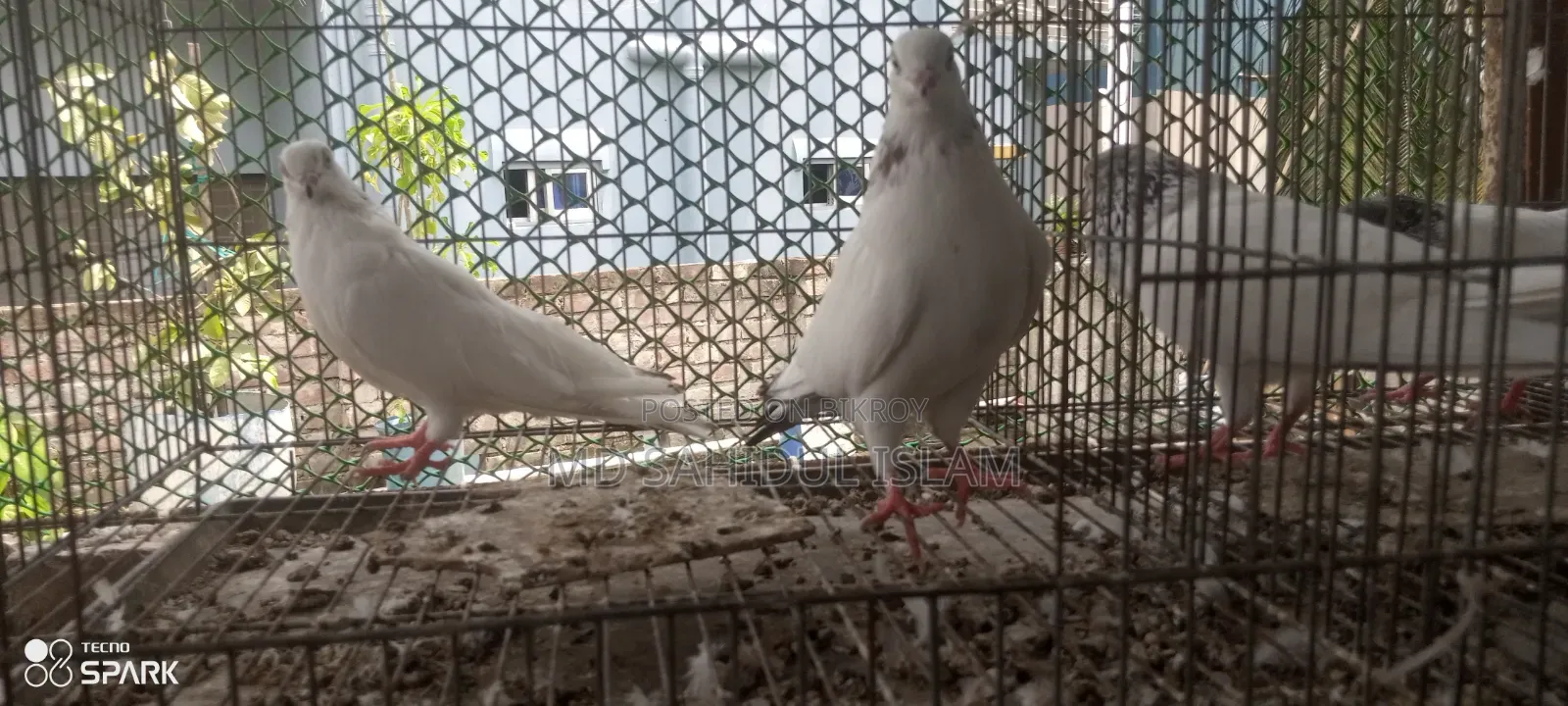 কালদম কবুতর