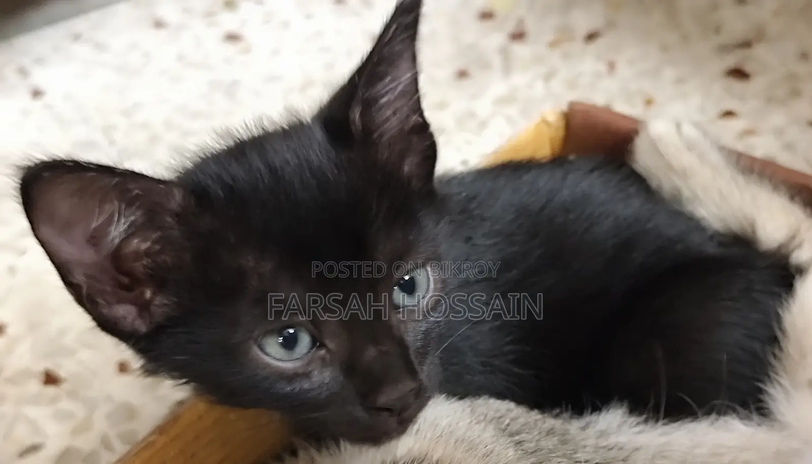 0-1 Month Female Mixed Breed Cat