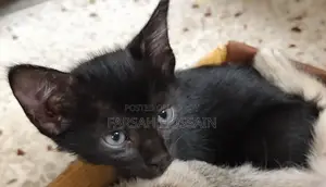 0-1 Month Female Mixed Breed Cat