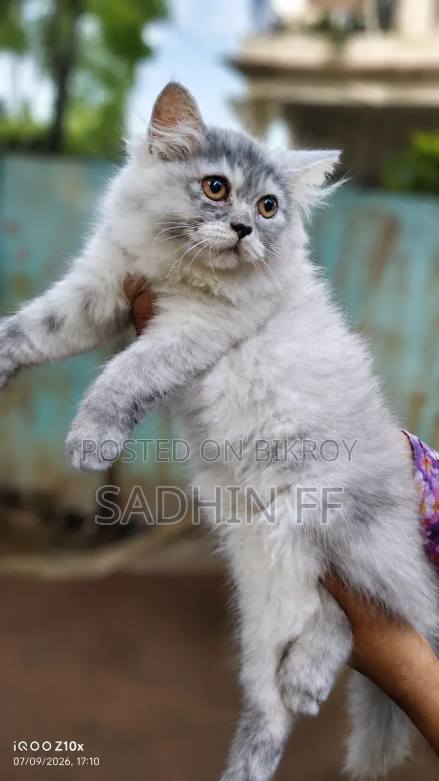 1-3 months Female Purebred Persian