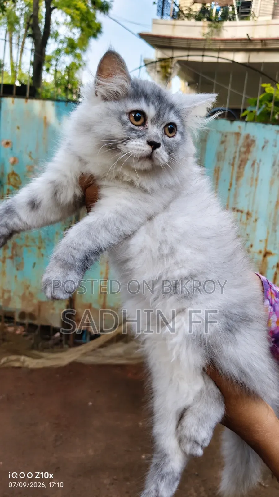 1-3 months Female Purebred Persian
