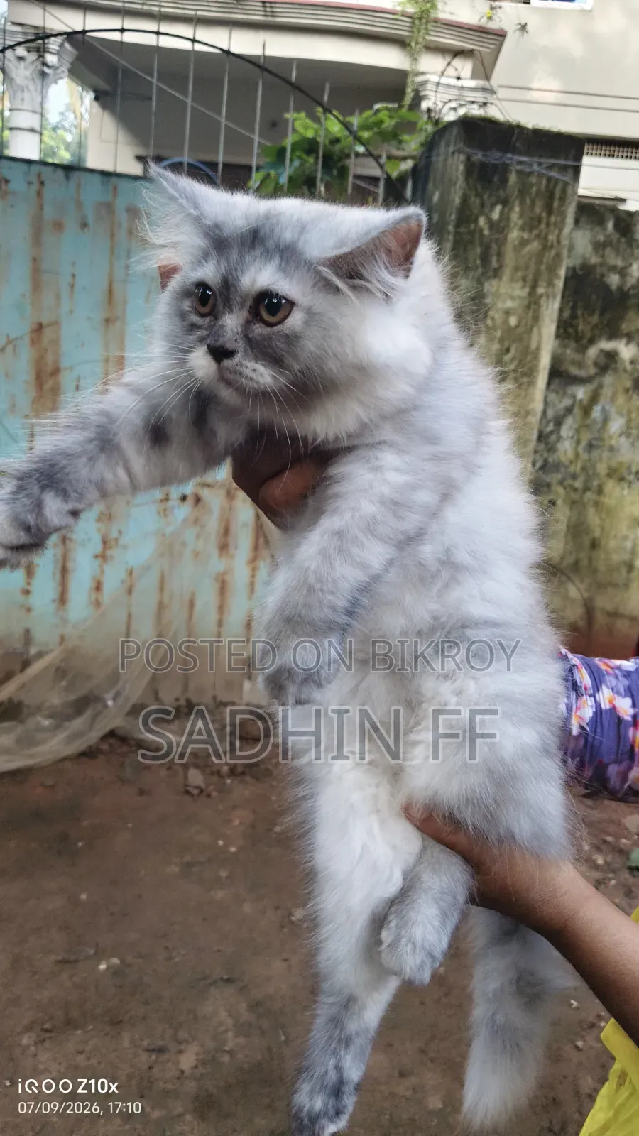 1-3 months Female Purebred Persian