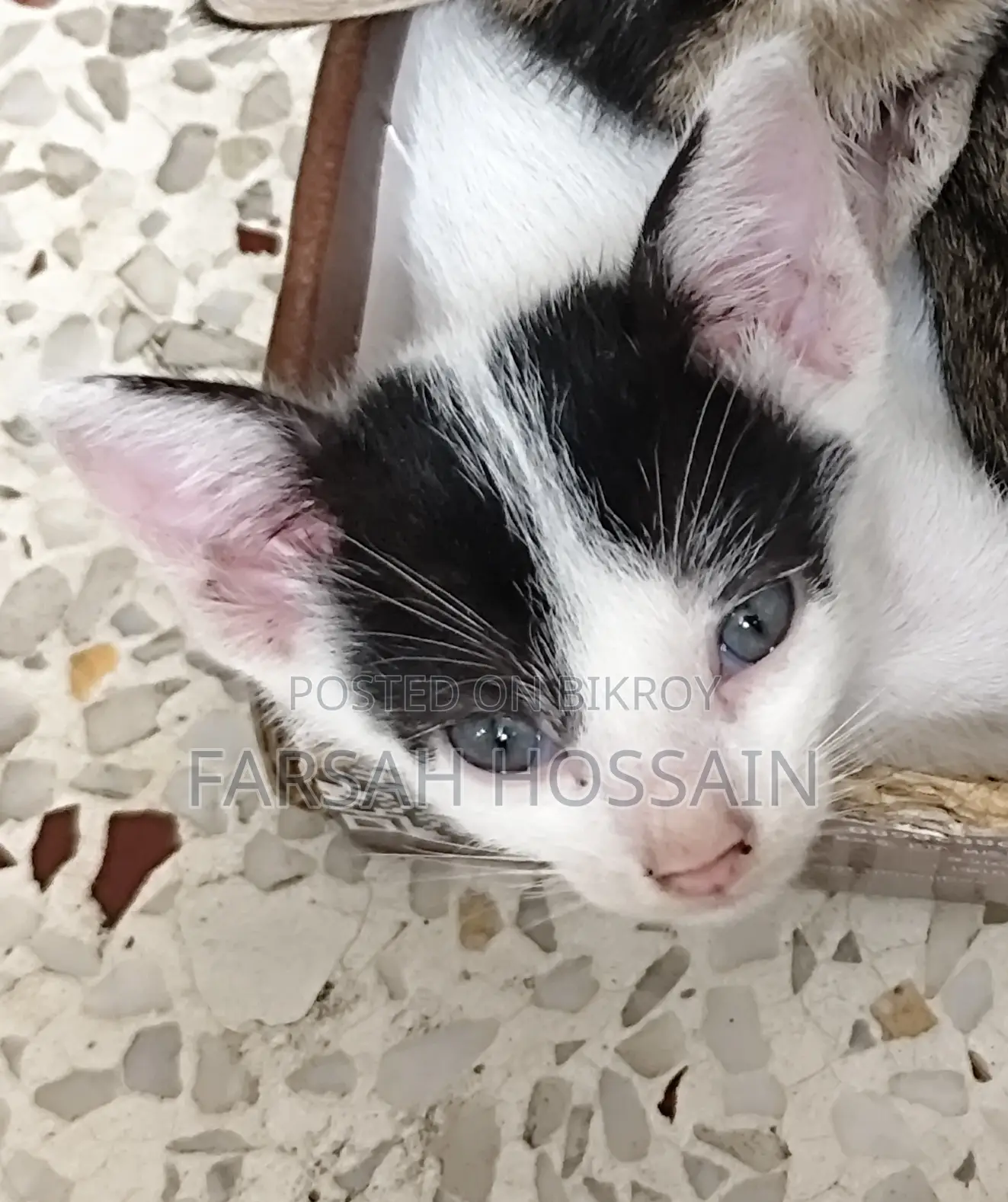 0-1 Month Male Mixed Breed Cat