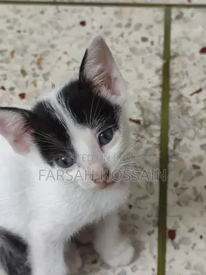 0-1 Month Male Mixed Breed Cat