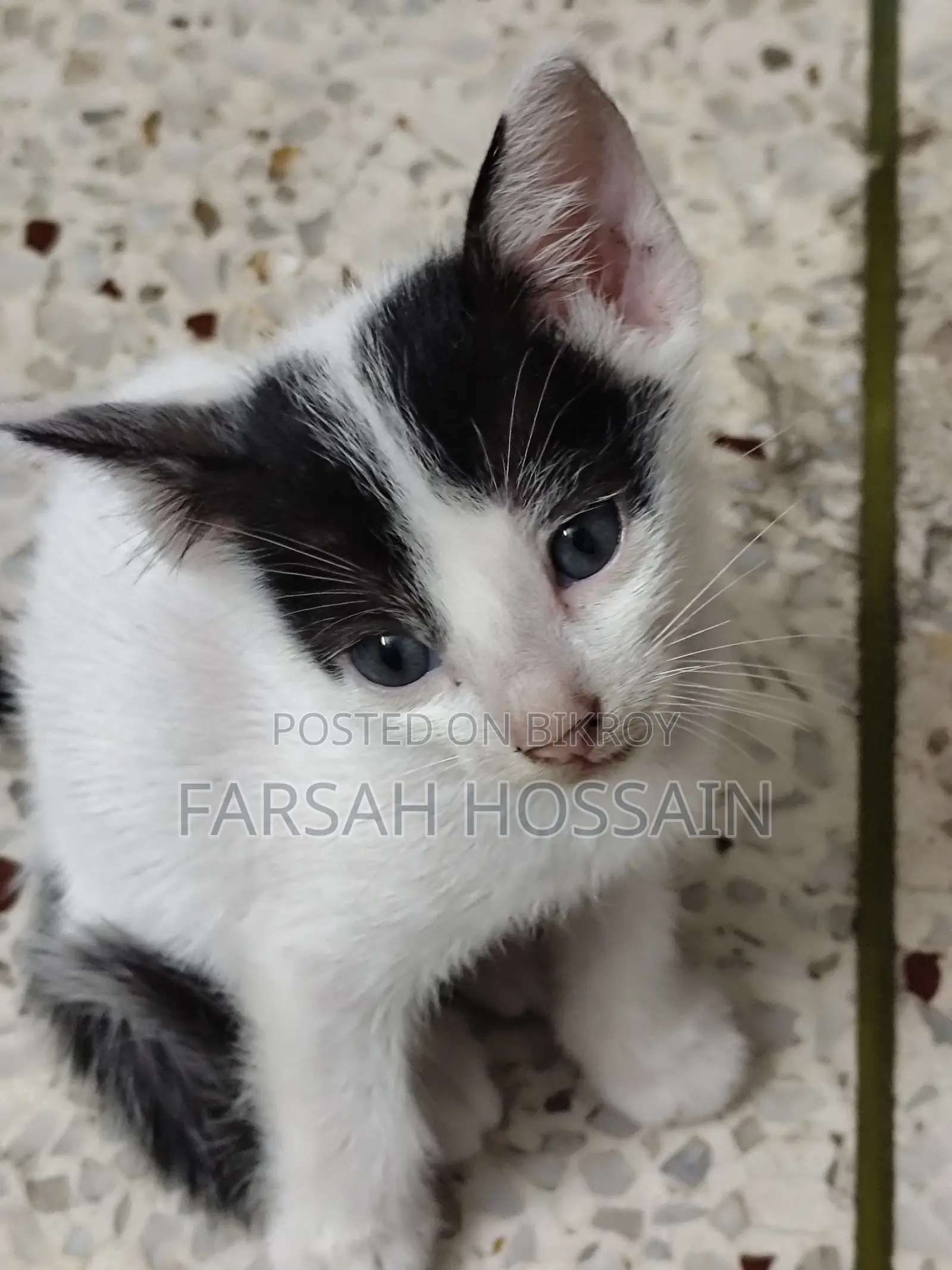 0-1 Month Male Mixed Breed Cat