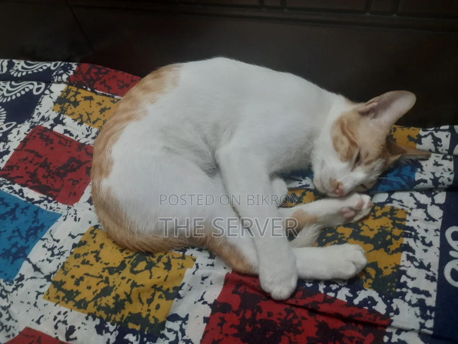 3-6 Months Male Mixed Breed Tabby