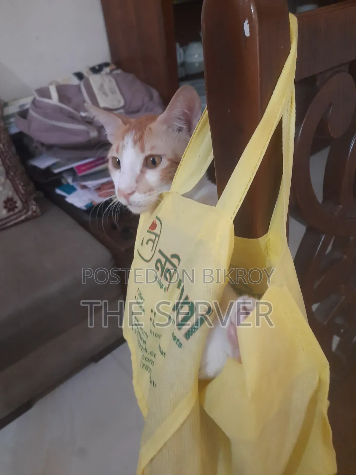 3-6 Months Male Mixed Breed Tabby