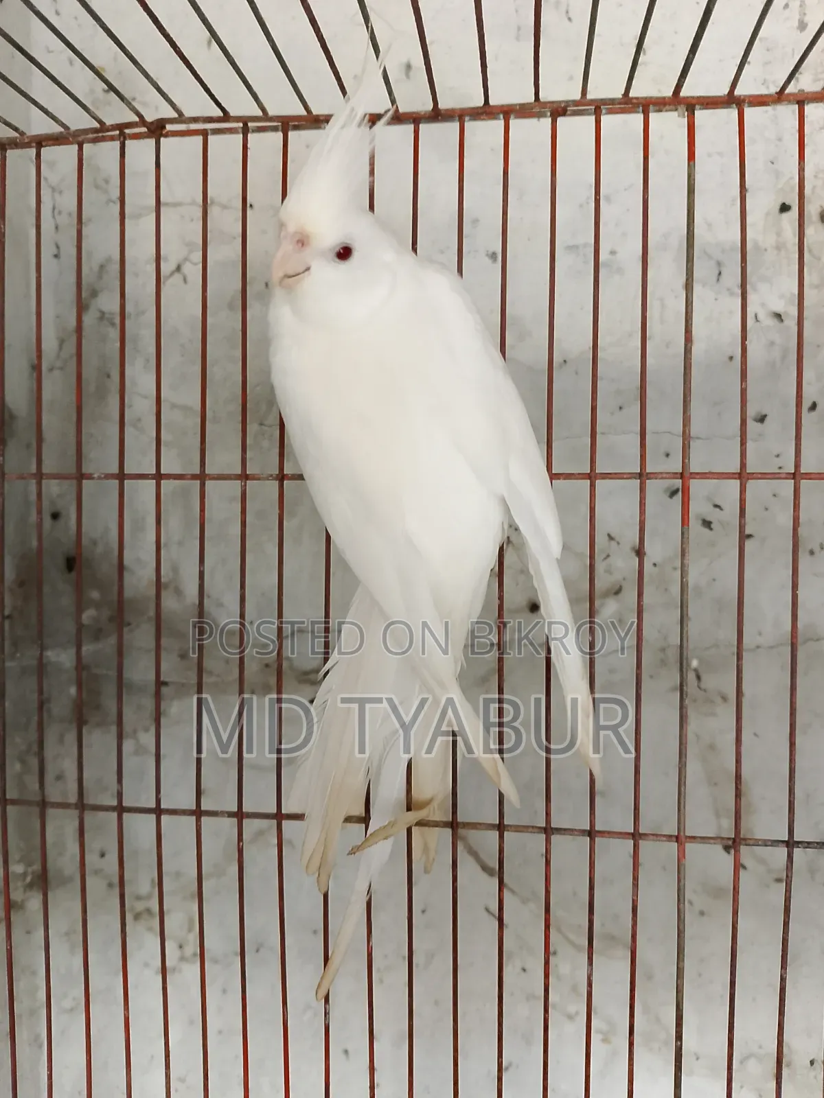 অ্যালবিনো রেড আই ফিমেল