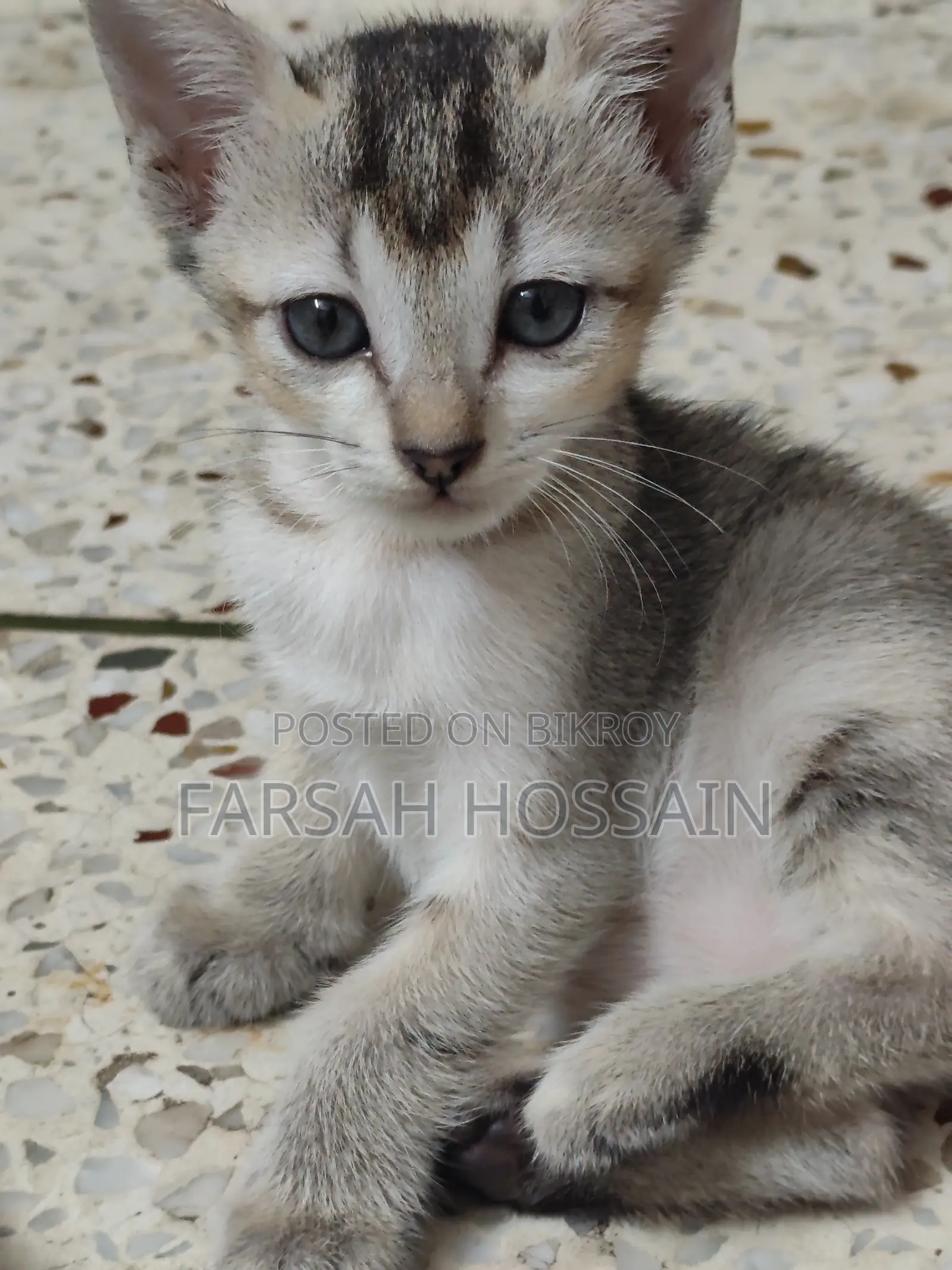 0-1 Month Female Mixed Breed Cat