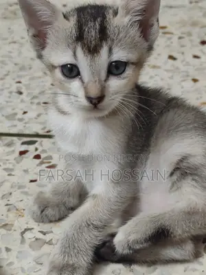 0-1 Month Female Mixed Breed Cat