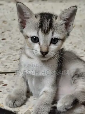 0-1 Month Female Mixed Breed Cat