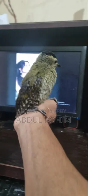 কাঠঠোকরা পাখি পোষা পাখি