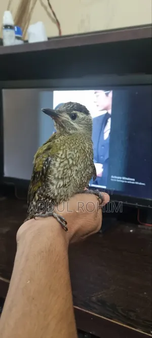 কাঠঠোকরা পাখি পোষা পাখি