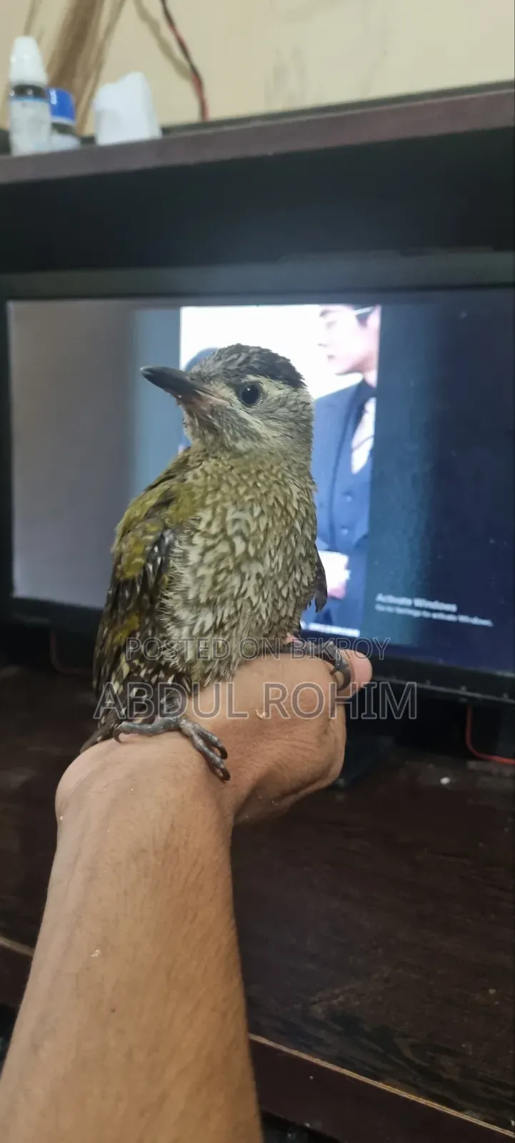 কাঠঠোকরা পাখি পোষা পাখি