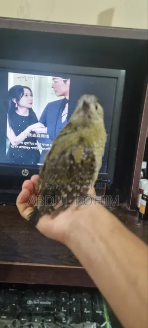 কাঠঠোকরা পাখি পোষা পাখি