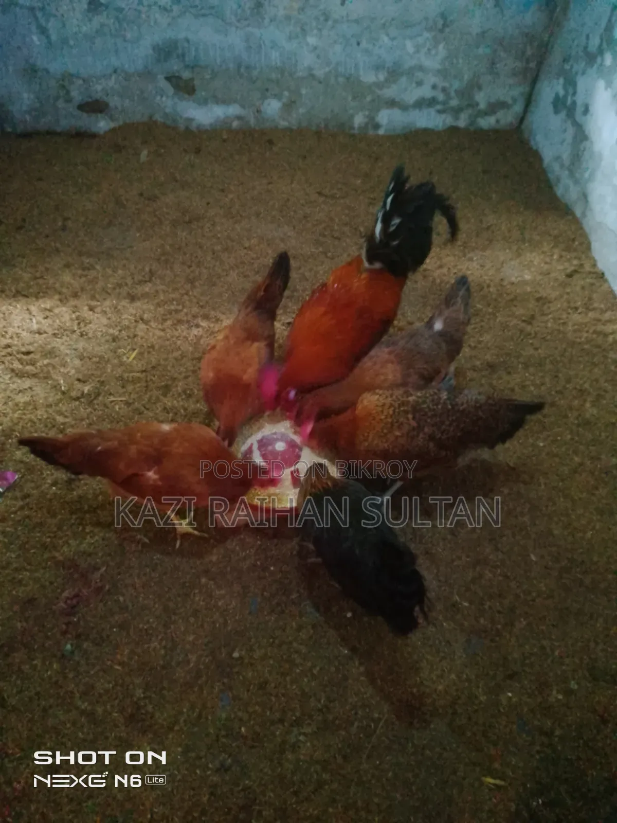 ১টা মোরগ ও ৫ টা মুরগি ডিম দিচ্ছে ২ মাস