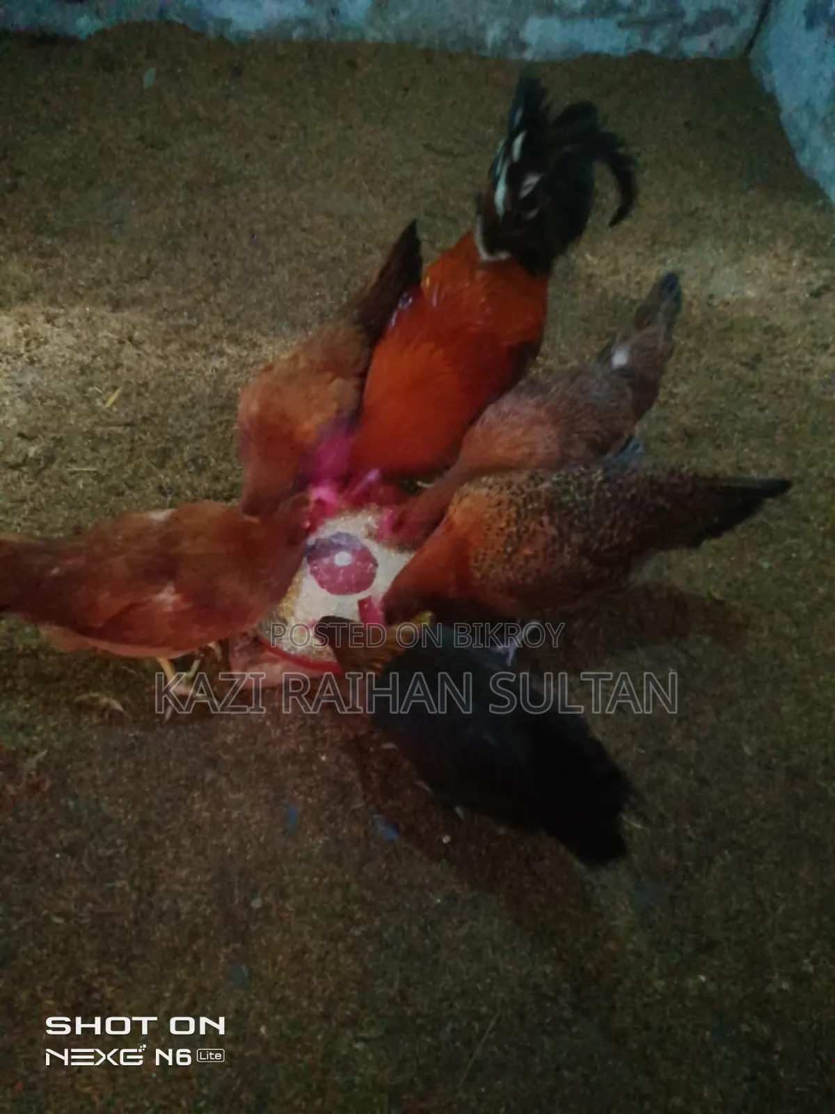 ১টা মোরগ ও ৫ টা মুরগি ডিম দিচ্ছে ২ মাস