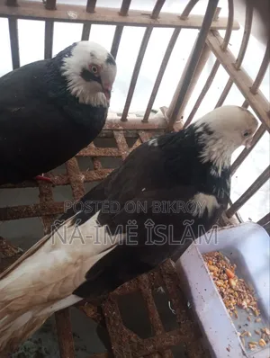 কিছু কবুতর