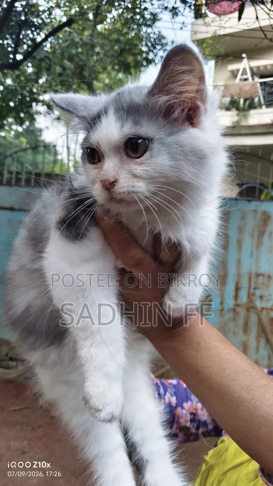 1-3 Months Female Purebred Persian